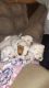 Mixed Puppies for sale in Tucson, AZ, AZ, USA. price: $375