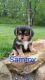 Mixed Puppies for sale in Dundee, OH 44624, USA. price: NA