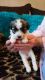 Mixed Puppies for sale in Altamonte Springs, FL 32701, USA. price: NA