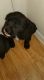 Mixed Puppies for sale in Tucson, AZ, USA. price: $100