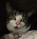 Mixed Cats for sale in West Chester, PA, USA. price: $350