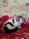 Mixed Cats for sale in West Chester, PA, USA. price: NA