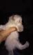 Mixed Cats for sale in Tucson, AZ, USA. price: NA
