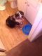 Mixed Puppies for sale in Tucson, AZ, USA. price: $200