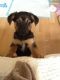 Mixed Puppies for sale in Detroit, MI, USA. price: $600