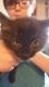 Mixed Cats for sale in Moore, OK, USA. price: $20