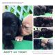 Mixed Puppies for sale in Wadmalaw Island, SC 29487, USA. price: NA