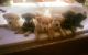 Mixed Puppies for sale in Saratoga, CA, USA. price: $700