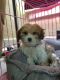 Mixed Puppies for sale in Mishawaka, IN, USA. price: NA