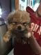Mixed Puppies for sale in Fall River, MA, USA. price: $550