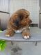 Mixed Puppies for sale in Millersburg, OH 44654, USA. price: NA