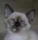 Mixed Cats for sale in Loogootee, IN 47553, USA. price: NA