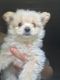 Mixed Puppies for sale in Great Valley, NY 14741, USA. price: NA