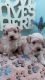 Mixed Puppies for sale in Washington, Whitehall, OH 43213, USA. price: $800