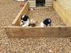Mixed Puppies for sale in Lincoln, Irvine, CA 92604, USA. price: NA