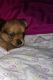 Mixed Puppies for sale in Needville, TX 77461, USA. price: $450