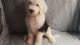 Mixed Puppies for sale in Canton, OH, USA. price: $1,000