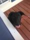 Mixed Puppies for sale in Lawndale, NC 28090, USA. price: NA