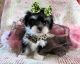 Mixed Puppies for sale in Coweta, OK, USA. price: $900