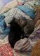 Mixed Cats for sale in Mechanicsburg, OH 43044, USA. price: NA