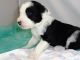Mixed Puppies for sale in Lipan, TX 76462, USA. price: NA