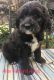 Mixed Puppies for sale in Zumbro Falls, MN 55991, USA. price: NA