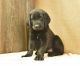 Mixed Puppies for sale in Hinckley, MN 55037, USA. price: $1,950