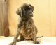 Mixed Puppies for sale in Hinckley, MN 55037, USA. price: $1,750