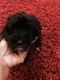 Mixed Puppies for sale in Clinton, MD, USA. price: NA