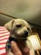 Mixed Puppies for sale in DeRidder, LA 70634, USA. price: NA