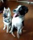 Mixed Puppies for sale in Preston, MN 55965, USA. price: NA