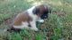 Mixed Puppies for sale in Anderson, MO 64831, USA. price: NA