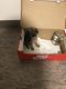 Mixed Puppies for sale in New Bern, NC, USA. price: NA