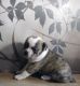 Mixed Puppies for sale in Garrettsville, OH 44231, USA. price: NA