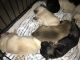 Mixed Puppies for sale in St Louisville, OH 43071, USA. price: NA