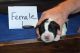 Mixed Puppies for sale in Tetonia, ID, USA. price: NA