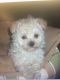 Mixed Puppies for sale in Danville, VA, USA. price: NA