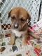Mixed Puppies for sale in Minerva, OH 44657, USA. price: $300