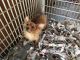 Mixed Puppies for sale in Sussex, NJ 07461, USA. price: NA
