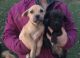 Mixed Puppies for sale in Tippecanoe, OH 44699, USA. price: NA