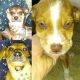 Mixed Puppies for sale in Cherryville, NC 28021, USA. price: NA