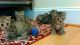 Mixed Cats for sale in Carnesville, GA 30521, USA. price: NA