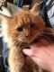Mixed Cats for sale in Lake Crystal, MN 56055, USA. price: $25