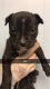 Mixed Puppies for sale in Clarkrange, TN 38553, USA. price: NA
