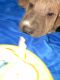 Mixed Puppies for sale in Tucson, AZ 85712, USA. price: $100