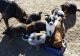 Mixed Puppies for sale in Longmont, CO 80504, USA. price: $400