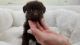 Mixed Puppies for sale in Orange County, CA, USA. price: NA