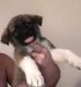 Mixed Puppies for sale in Grovetown, GA 30813, USA. price: NA