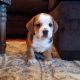 Mixed Puppies for sale in Creston, OH 44217, USA. price: NA