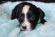 Mixed Puppies for sale in Delta, CO 81416, USA. price: NA